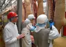 <em class="placeholder"> males entiers nez humain abattoir ugpvb arip</em>