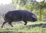 <em class="placeholder">Le projet Geronimo explore les possibilités de sélectionner la race porc gascon.</em>