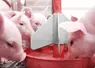 <em class="placeholder">Les porcelets reçoivent le complément nutritionnel durant leur première semaine de vie et en début de post-sevrage.</em>