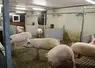 Elevage de porcs 