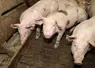 <em class="placeholder">Un bon alignement entre l&#039;horloge biologique des porcs charcutiers et les prises alimentaires améliorent les performances.</em>