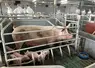 <em class="placeholder">Deux groupes de progrès maternité liberté ont été mis en place au sein de Porc Armor Evolution. Ici en visite chez Mickaël et Isabelle Belloeil.</em>