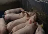 <em class="placeholder">L’enrichissement dans la case (ici de la paille en râtelier) détourne l’attention des porcs et réduit l’importance des morsures. Mais il ne constitue pas une ...</em>
