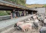 <em class="placeholder">porc Kintoa Pays Basque Improvac</em>