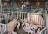 <em class="placeholder">Anthony Ciron (à gauche) avec son technicien de Porc Armor Evolution, Laurent Abiven. "« Notre choix a été guidé par la volonté d’améliorer le bien-être des truies ...</em>