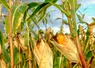 <em class="placeholder">Les prix du maïs ont reculé dans un contexte d’offre mondiale confortable</em>