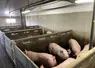 <em class="placeholder">La ferme des Trinottières affiche un GMQ de 933 g/j en engraissement, grâce à un plan d'alimentation poussé. </em>