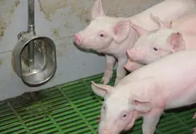 <em class="placeholder">Contrôler les installations pour maîtriser la consommation d’eau en élevage de porcs</em>