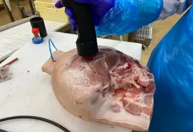 <em class="placeholder">Le Lenz Qmeat Probe et sa sonde invasive présente le meilleur compromis précision-traçabilité pour mesurer la qualité des carcasses.</em>