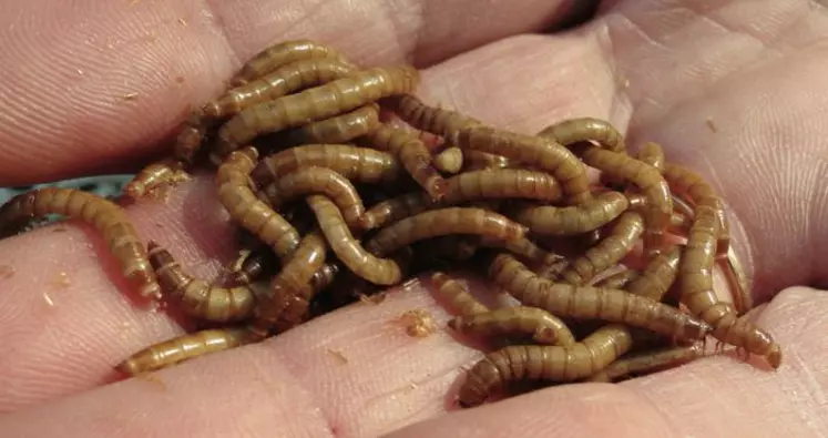 L’élevage de larves de mouche produit 150 tonnes de protéines par hectare et par an, contre seulement 0,9 tonne pour le soja.