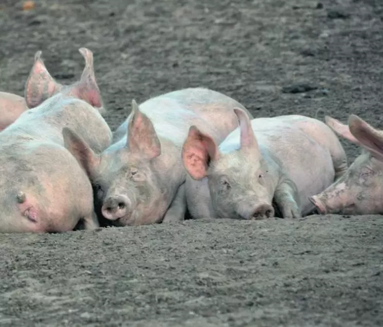 Le porc fermier élevé en plein air ne concerne que 10 % de la production Label Rouge mais il contribue grandement à son image excellente auprès des consommateurs.