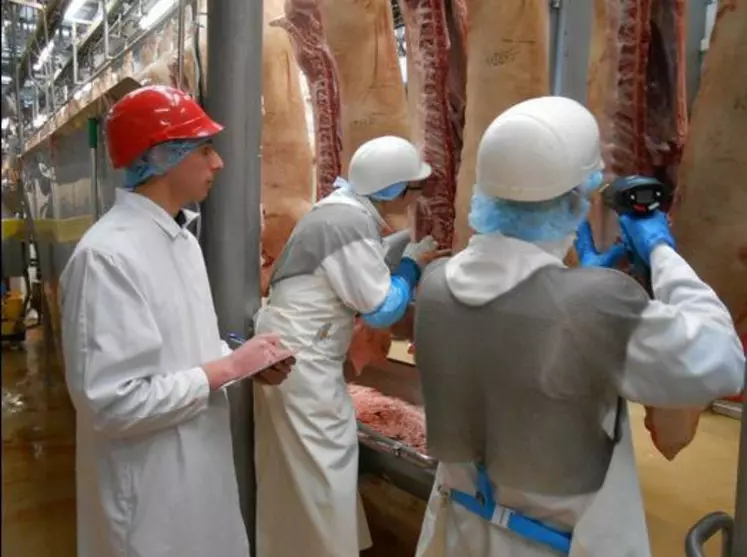 Détection de carcasses de porc malodorantes dans un abattoir.