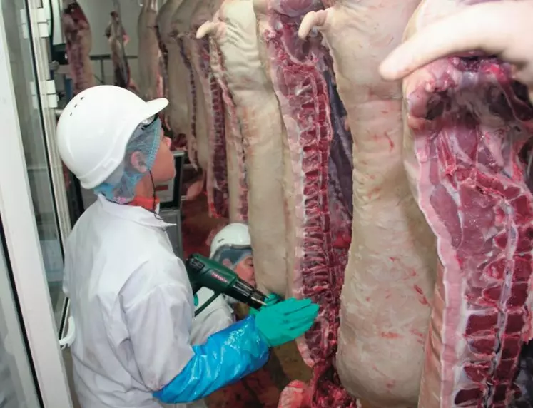 La détection des carcasses potentiellement porteuses d’odeur est réalisée
en chauffant le gras avec différents appareils tels que
le décapeur thermique, ici,
à Cooperl.