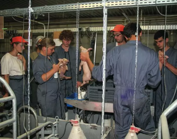 Les étudiants en BTS suivent quarante heures de formation pratique par petits groupes,
de la conduite de la reproduction jusqu’au tri
des porcs charcutiers.