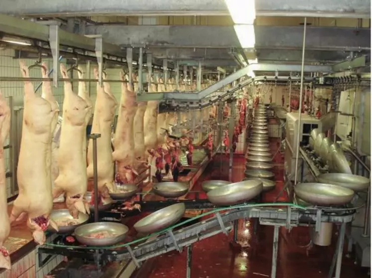 Les deux abattoirs de Tradival abattent 22 000 porcs par semaine, un nombre identique à la production du groupement Cirhyo.