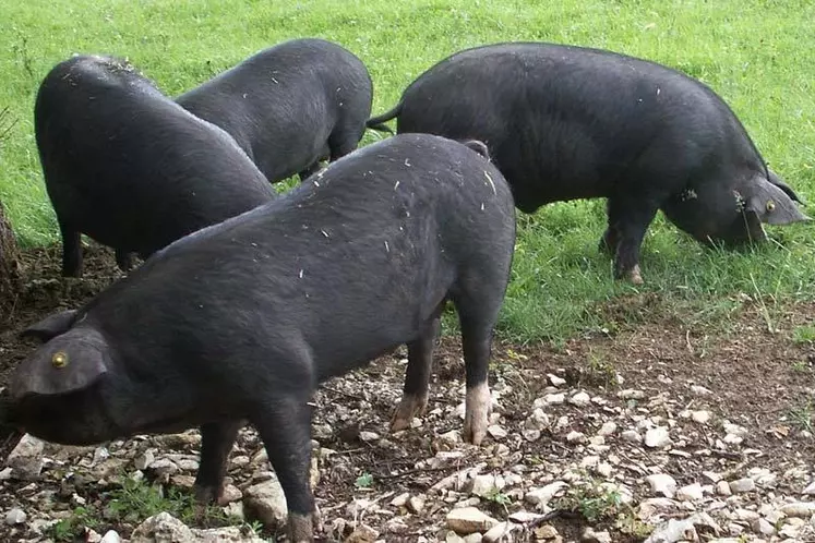 Un site internet dédié aux races locales de porcs