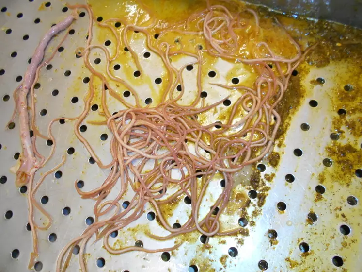 Ascaris suum est le parasite intestinal le plus fréquent chez le porc. © Elanco