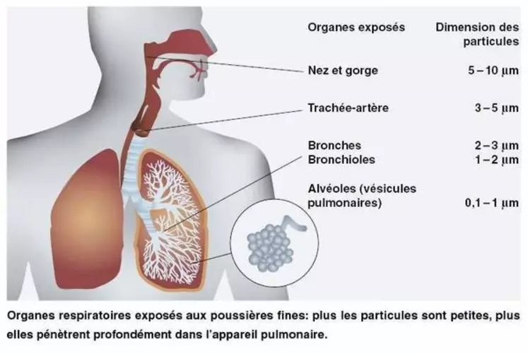 Plus les particules sont fines plus elles pénètrent profondément dans l’appareil respiratoire. © Chambres d&#039;agriculture de Bretagne