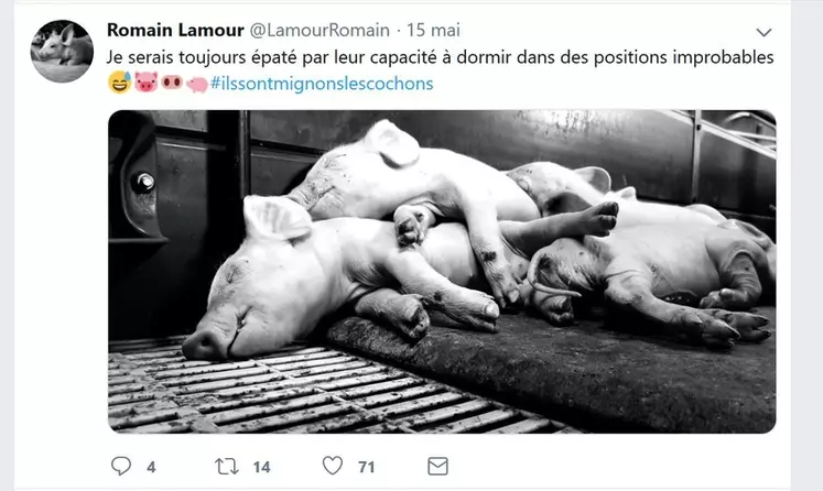 Tweet de Romain Lamour, éleveur de porcs en Bretagne © R. Lamour