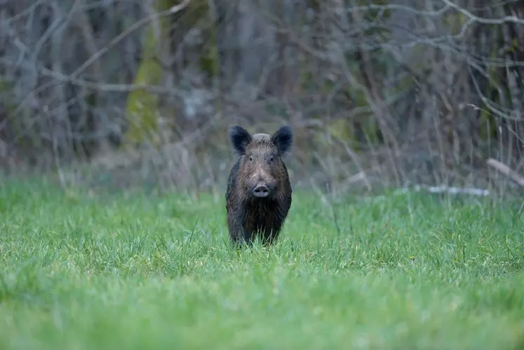 Dans la zone le long de la frontière avec la Belgique, l'ONCFS et les chasseurs maintiennent une forte pression de chasse. © Stephane-Beillard_ONCFS-bd