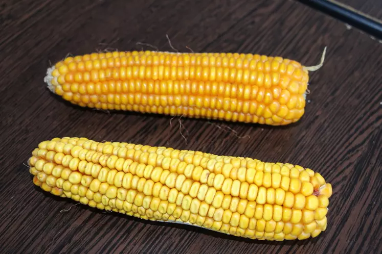 Le maïs denté (en bas) est plus riche en amidon farineux et se broie plus facilement que le maïs corné (en haut). © V. Bargain