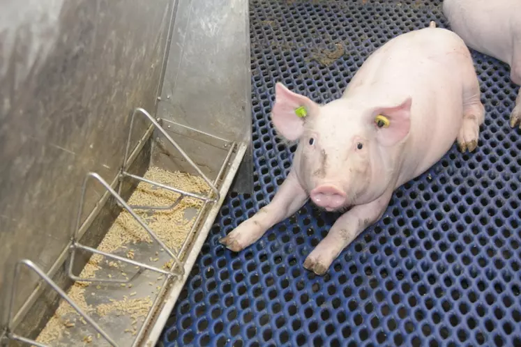 La digestibilité des protéines par le porcelet n'a pas grand-chose à voir avec elle des porcs charcutiers. © D. Poilvet