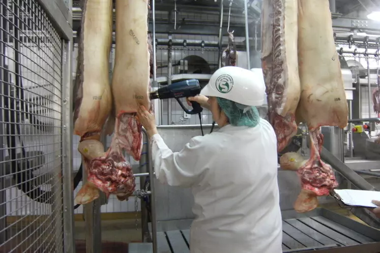 Les abattoirs néerlandais utilisent la méthode du nez humain pour détecter les carcasses présentant des odeurs de verrats. © Ifip
