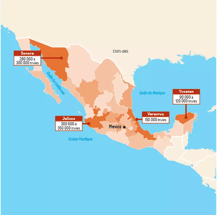 Les principaux États mexicains producteurs de porcs