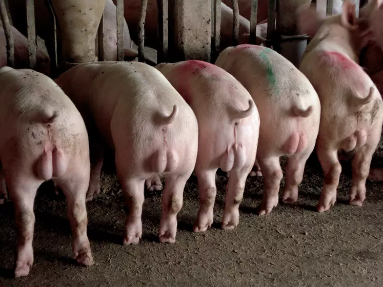 La qualité des gras des porcs immuno-vaccinés est aussi moins bonne que celle des porcs castrés chirurgicalement. © Zoetis