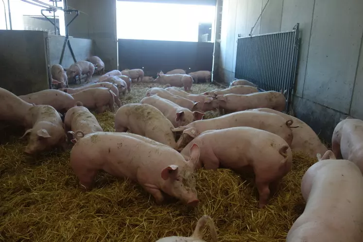 L’élevage sur litière donne aux porcs un substrat lui offrant la possibilité d’exprimer son comportement de fouissage.  © Chambre d'agriculture de ...