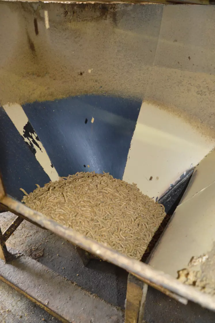 Les bouchons de tourteau de soja expeller contiennent entre 5 et 7 % de matière grasse. © Ifip