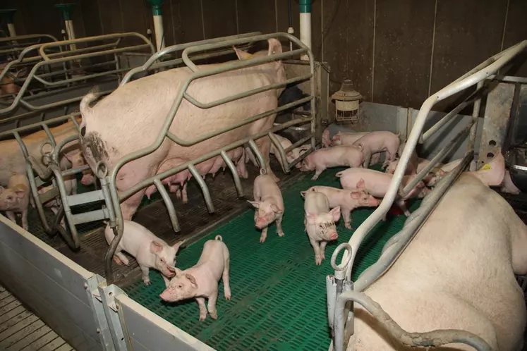 Le mélange des portées de porcelets cinq jours après la mise bas n'a pas eu d'effet probant sur les comportements de morsures. © A. Puybasset