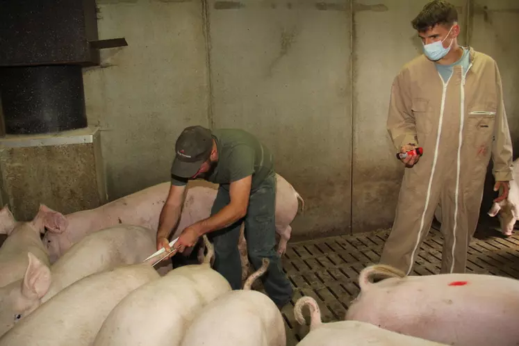 La mesure et la notation des queues des porcs testés ont permis d'objectiver l'importance de la caudophagie.  © A. Puybasset