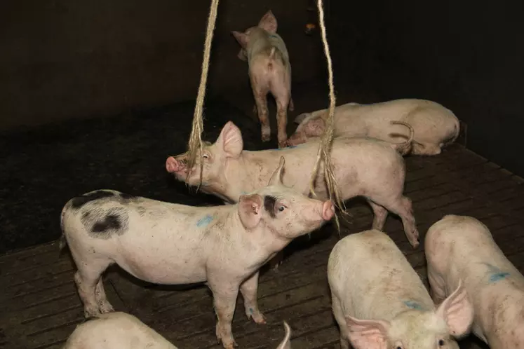 L'enrichissement avec des matériaux manipulables, ici avec de la cordelette de chanvre en post-sevrage, a permis de contrôler la caudophagie la plupart du temps. © A. Puybasset