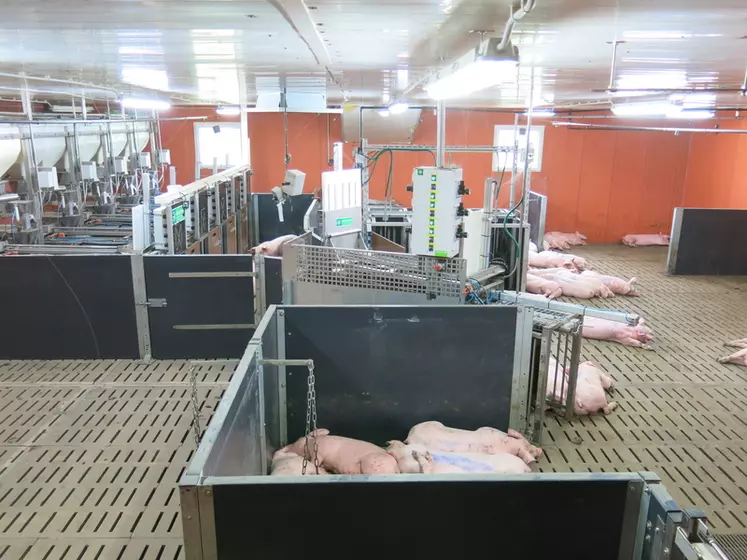 Pour les besoins de l'essai, les porcs ont été alimentés dans des stations individuelles à la station Ifip de Romillé. © Y. Rousselière