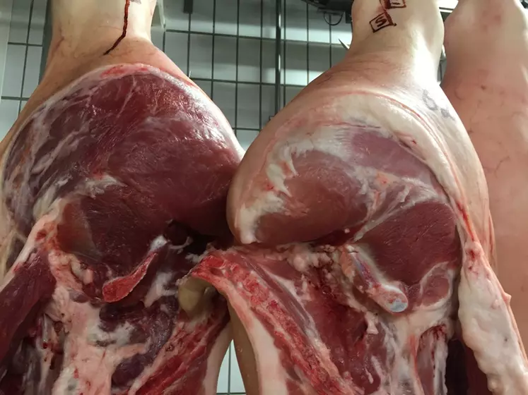 Carcasse de porc entier (à gauche) et vacciné (à droite). La viande de la seconde est plus rose avec plus de gras.  © Tummel