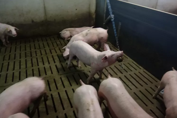 Le porc utilise parfois davantage la chaîne que l'objet en lui-même. © Chambres d'agriculture de ...