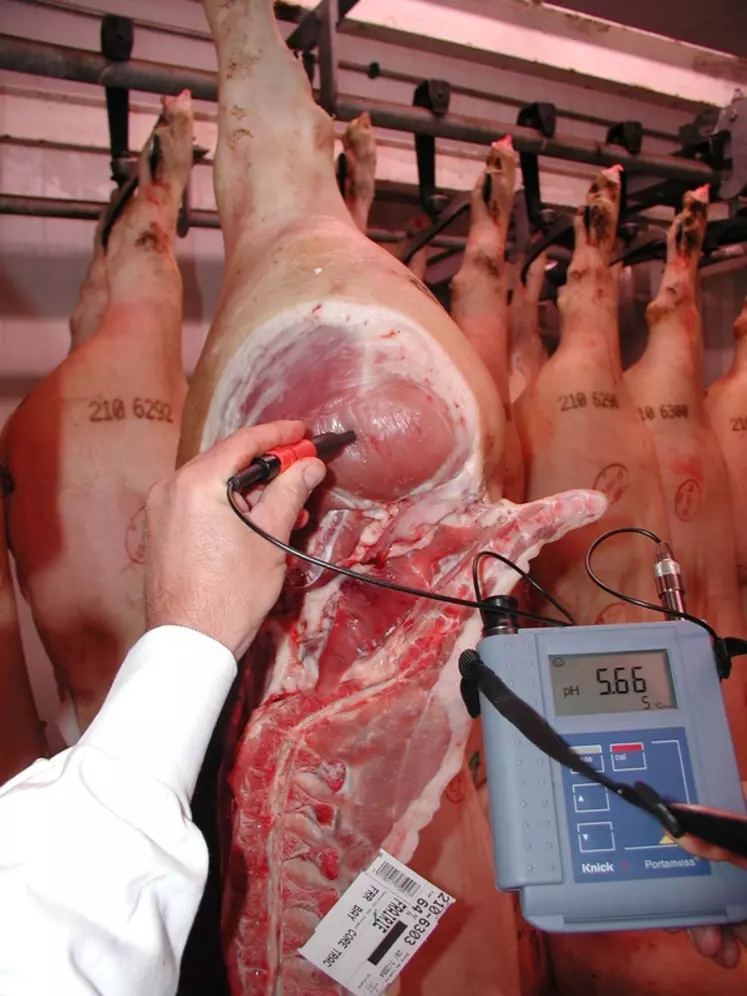 Le pH de la carcasse mesuré 24 heures après l'abattage est un prédicteur de la qualité de la viande. © Ifip