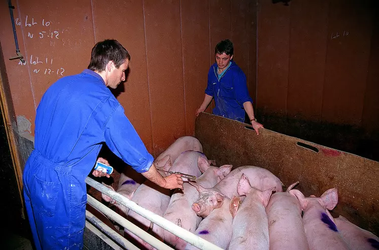 Les jeunes qui découvrent la production porcine lors d’un stage constituent un vivier intéressant de futurs salariés.  © D. Poilvet