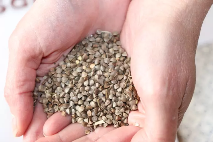La graine de blé noir se récolte en octobre, souvent à des taux d’humidité supérieurs à 20%. Il faut alors prévoir de le sécher pour une bonne conservation. © D. Poilvet