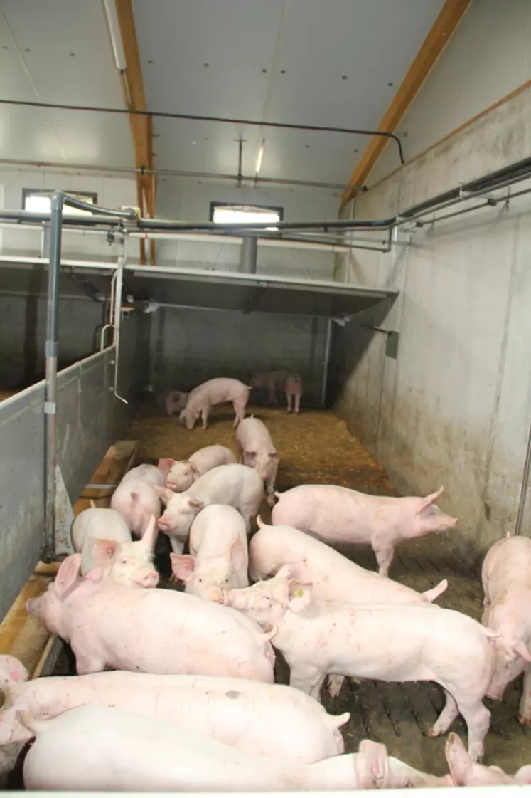 Dans le bâtiment à ventilation statique et lumière naturelle, les porcs disposent de 1,2 m2 de surface, avec une zone de couchage sur paille.