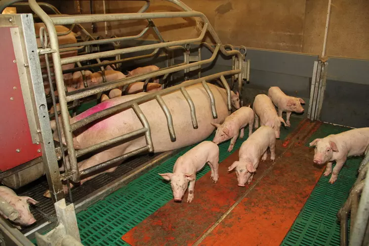 En salle de maternité, l’éleveur teste depuis un an la sociabilisation précoce des porcelets.