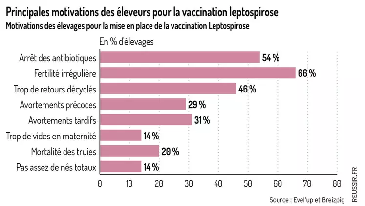 Des motivations très variées à vacciner les truies contre la leptospirose