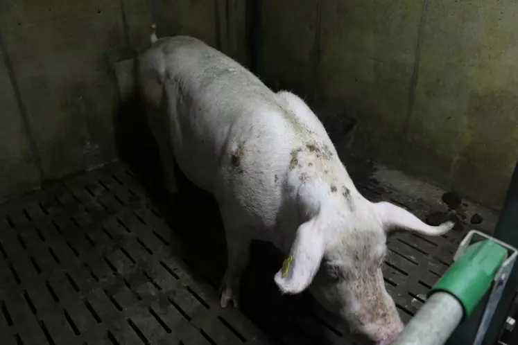 Comment gérer la douleur en élevage de porc