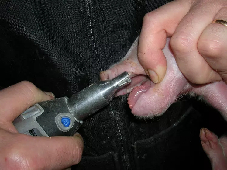 Comment gérer la douleur en élevage de porc