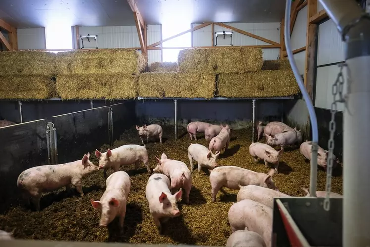 Les porcs Capelin sont logé sur paille, dans un bâtiment équipé d'une ventilation dynamique et d'une isolation sous rampants.