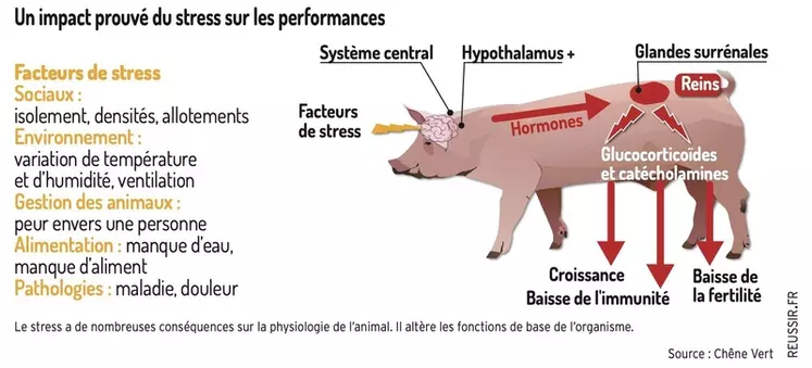 Savoir reconnaître le stress du porc en élevage
