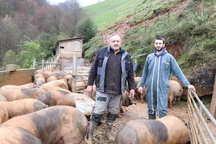 Mathieu Esain avec Albert, son père. «Nous vendons entre deux et trois lots de 40 porcs Kintoa chaque année.»