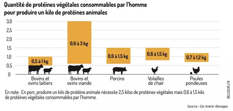 Le porc peut être producteur net de protéines