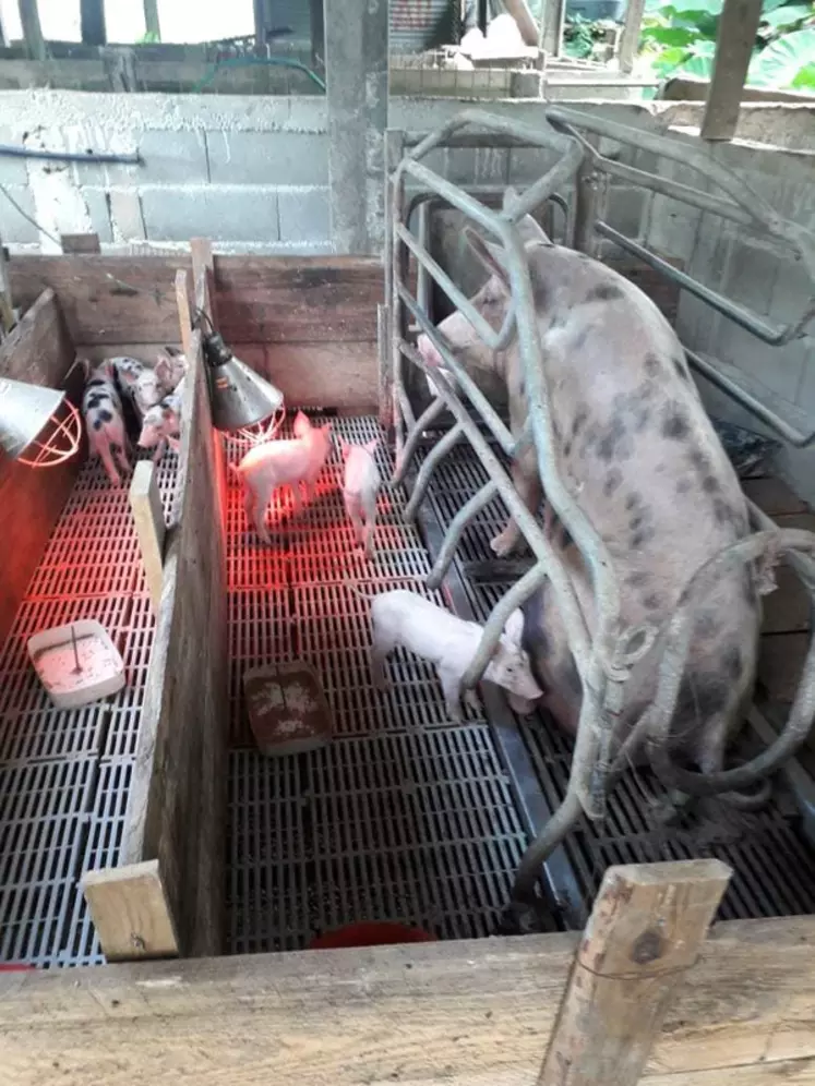 Les élevages de porcs guyanais sont de petite taille et leur statut sanitaire est précaire.